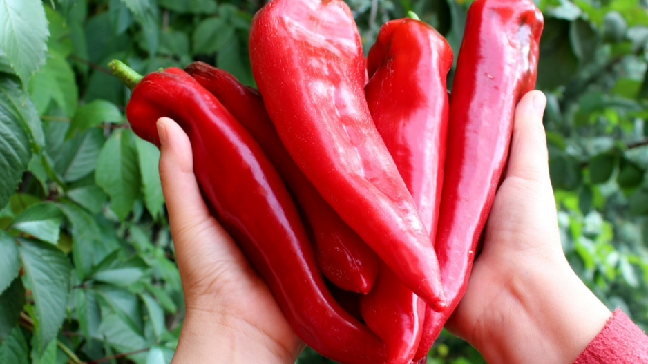 paprika