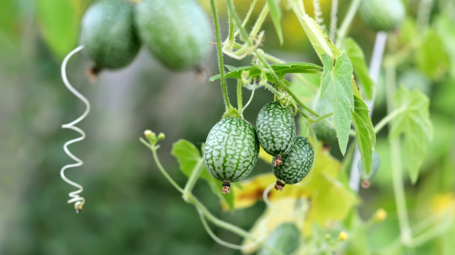 Mexická okurka (Melothria scabra)