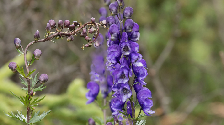 Oměj šalamounek (Aconitum plicatum)