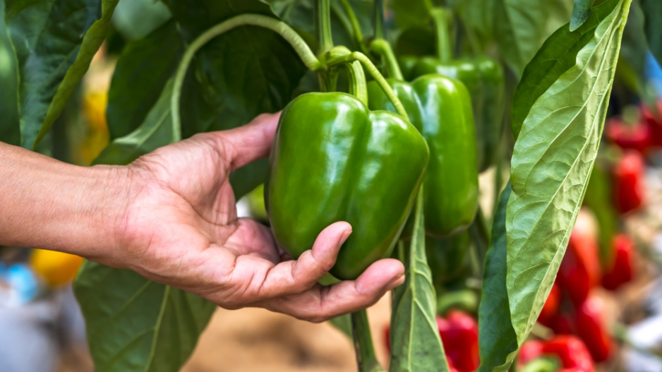 paprika