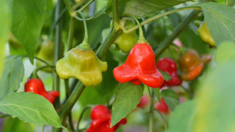 paprika