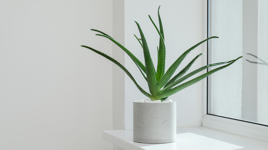 Aloe vera