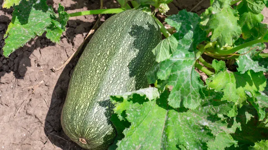 Přerostlá cuketa