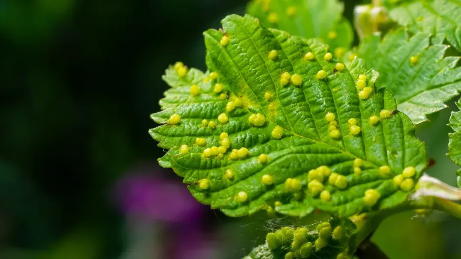 hálky na listech značí napadení roztočem hálky na listech značí napadení roztočem