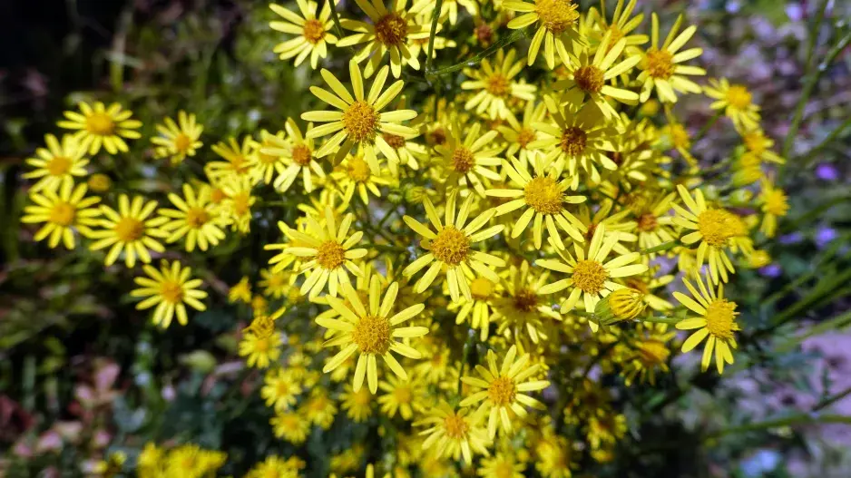 starček přímětník starček přímětník