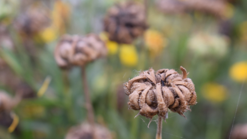 Měsíček lékařský (Calendula officinalis)