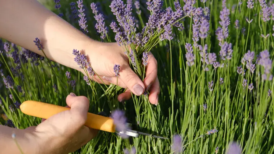 Letní střih levandule
