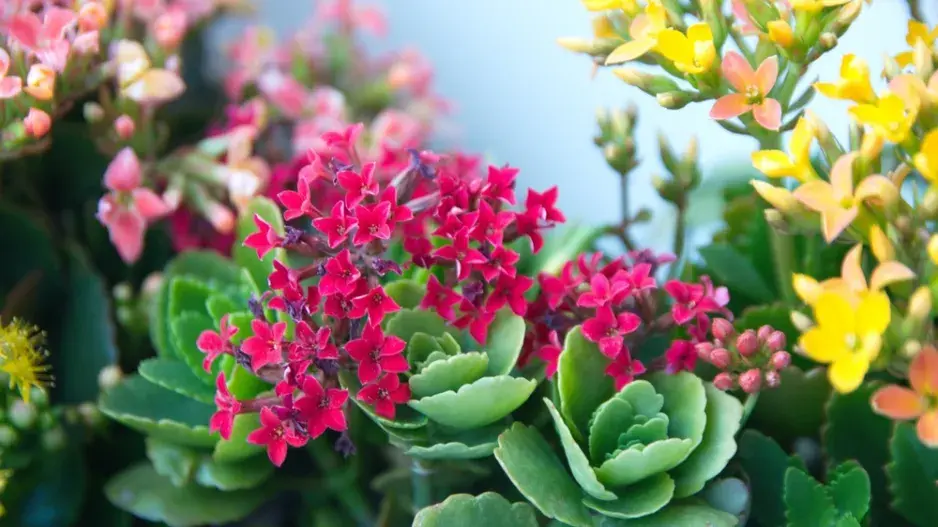 kalanchoe