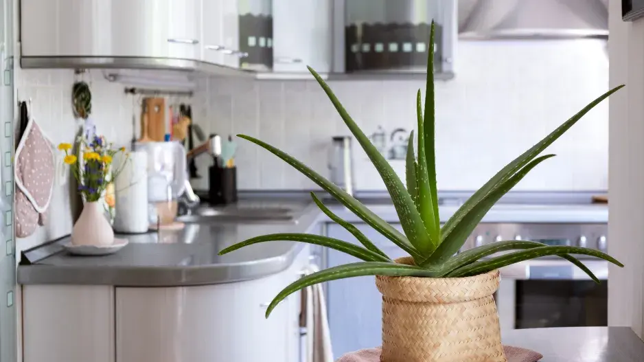 Aloe vera