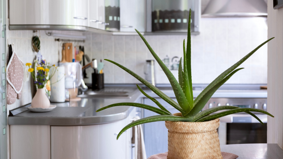 Aloe vera