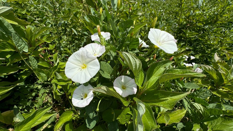 Svlačec rolní