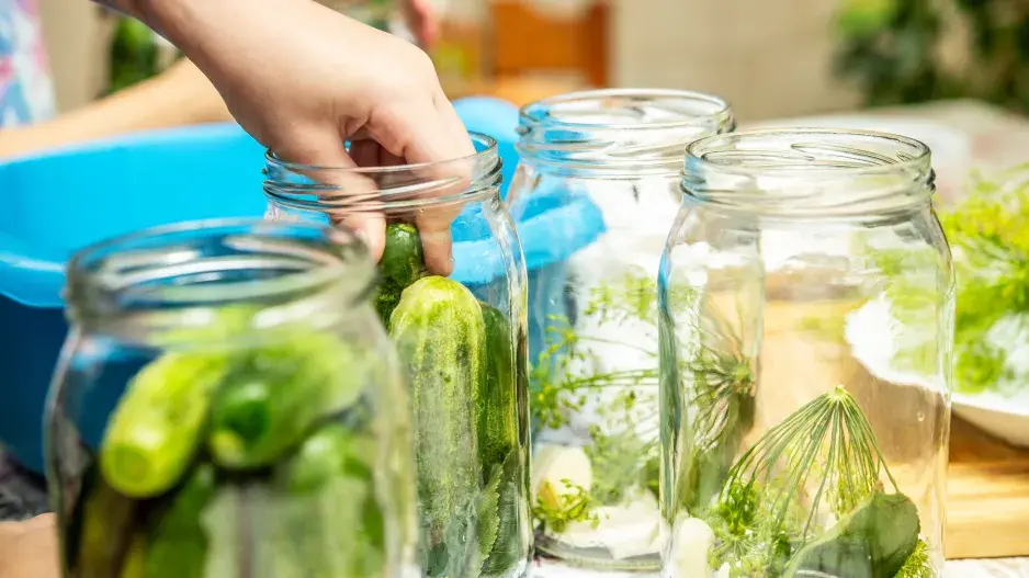 Křen selský Křen selský