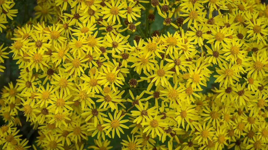 starček přímětník starček přímětník