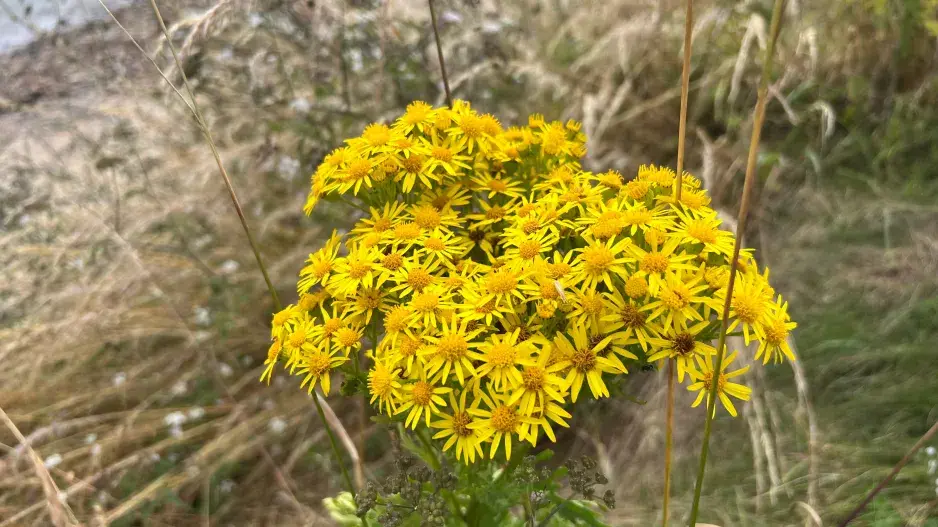 Starček přímětník