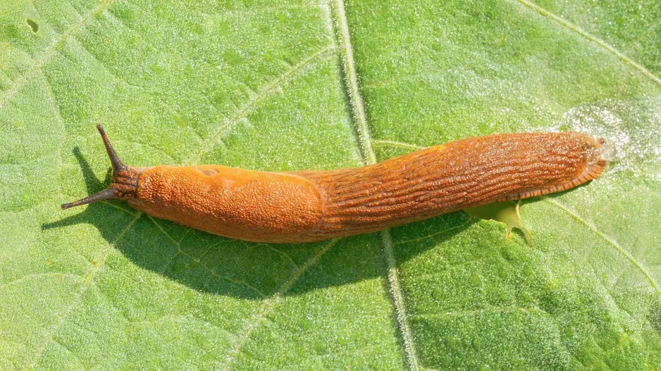 Plzáci a slimáci na podzim