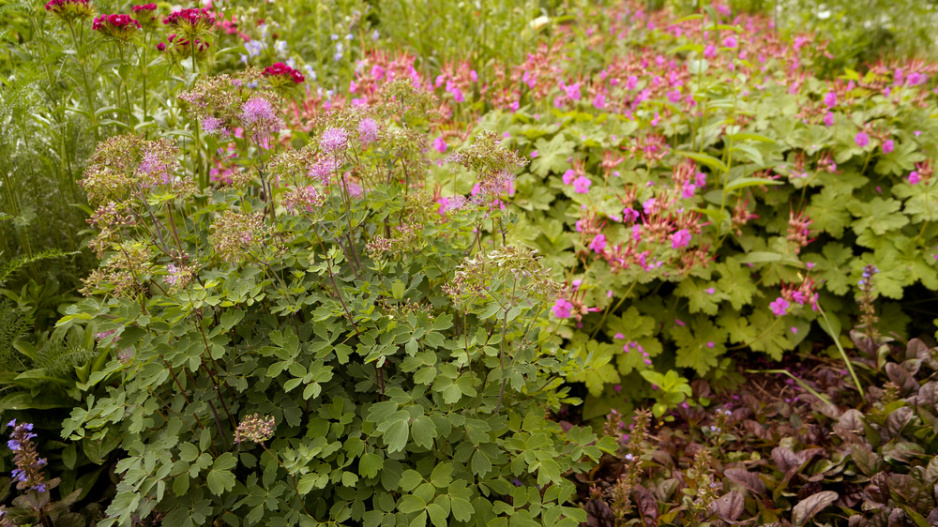 Žluťucha orlíčkolistá (Thalictrum aquilegifolium)
