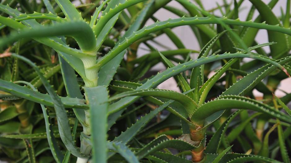 Aloe vera