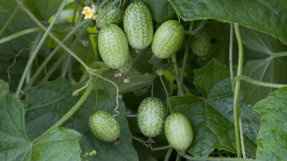 Mexická okurka (Melothria scabra)
