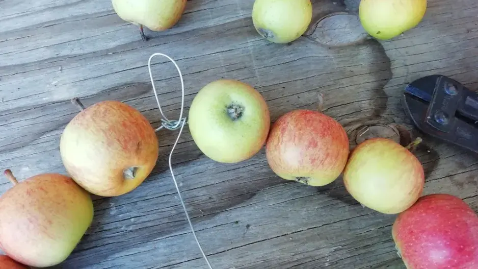 věnec z jablek věnec z jablek