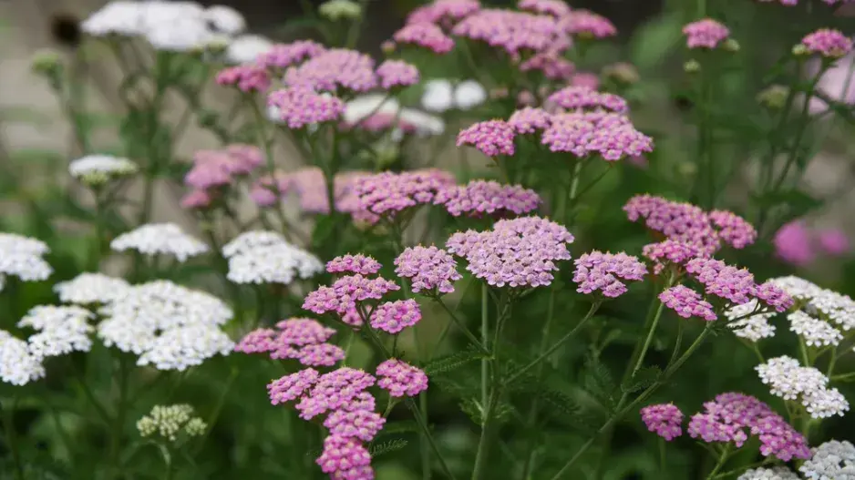Řebříček obecný (Achillea millefolium)