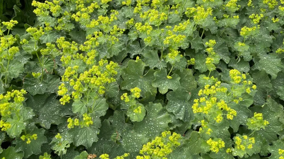 Kontryhel měkký (Alchemilla mollis)