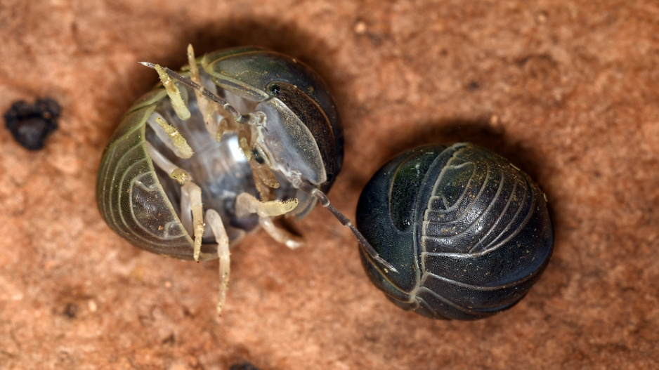 svinka obecná (Armadillidium vulgare) 
