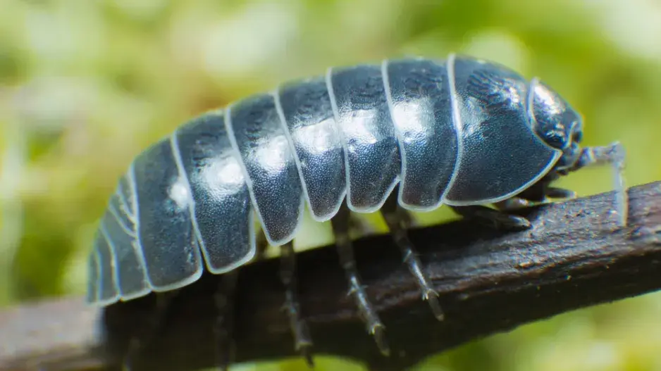 svinka obecná (Armadillidium vulgare)
