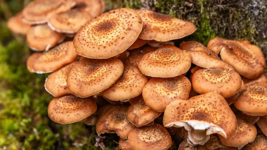 Václavka (Armillaria)