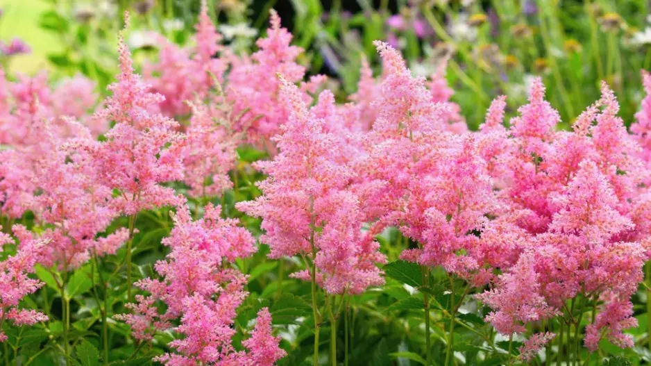 Čechrava (Astilbe)  Čechrava (Astilbe)