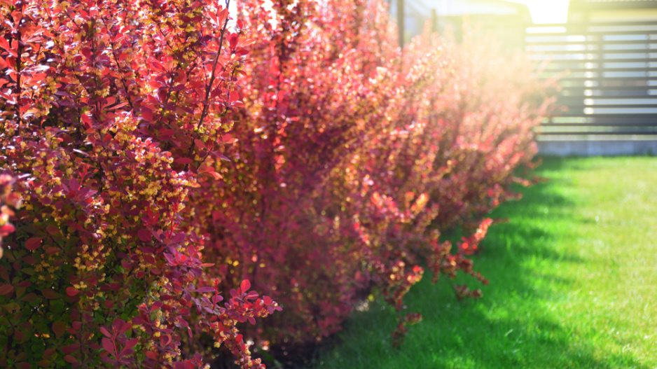 Dřišťál Thunbergův (Berberis thunbergii) 