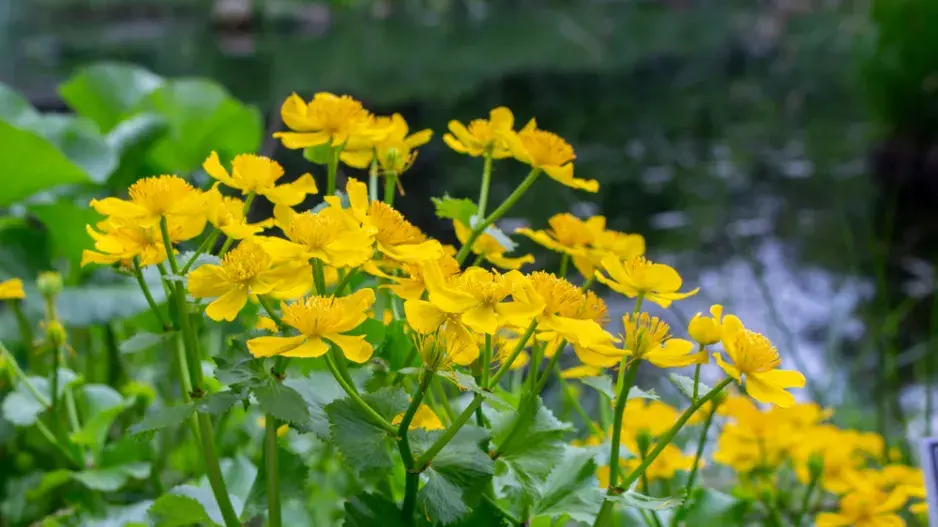 Blatouch bahenní (Caltha palustris)  Blatouch bahenní (Caltha palustris)