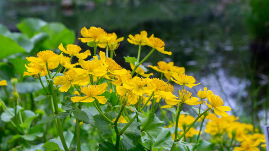 Blatouch bahenní (Caltha palustris) 