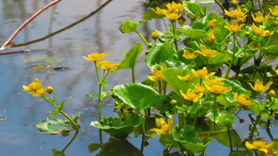 Blatouch bahenní (Caltha palustris)  Blatouch bahenní (Caltha palustris)