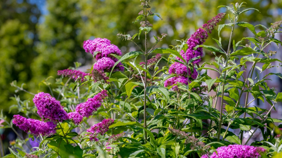 komule Davidova (Buddleja davidii)