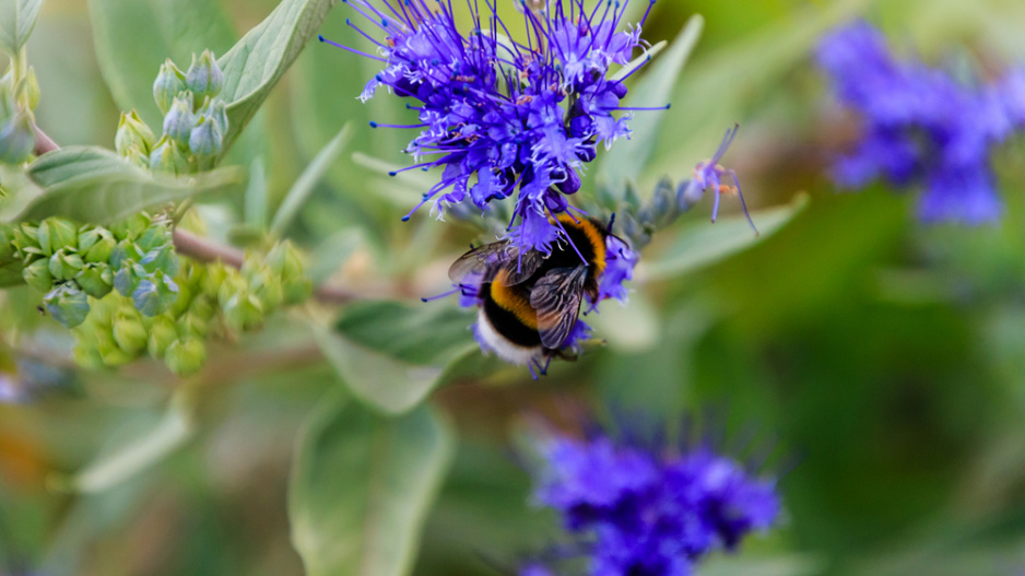 Ořechoplodec, ořechokřídlec, modrovous (Caryopteris)
