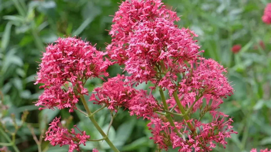 Mavuň červená (Centranthus ruber)