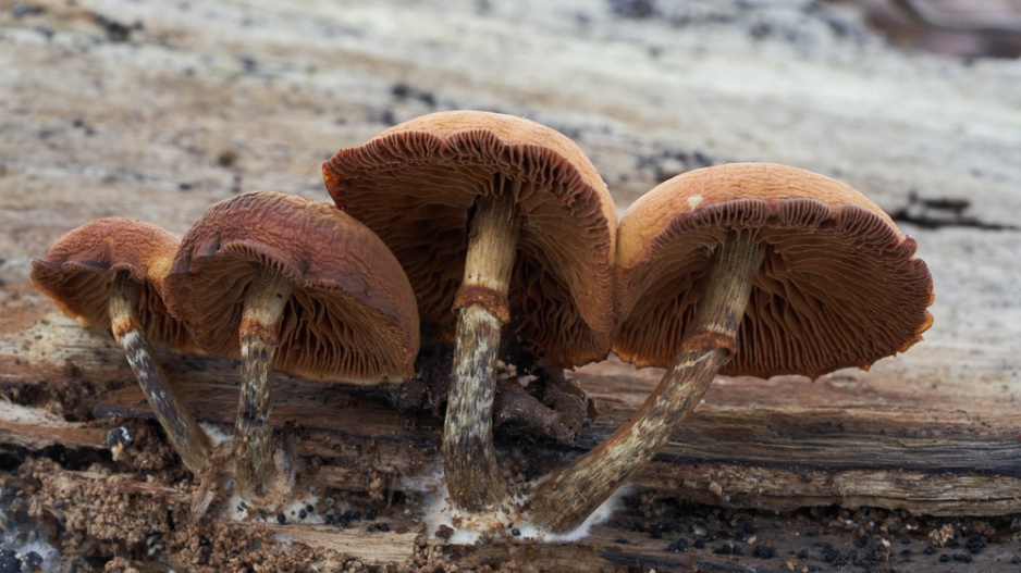 Čepičatka jehličnanová (Galerina marginata)