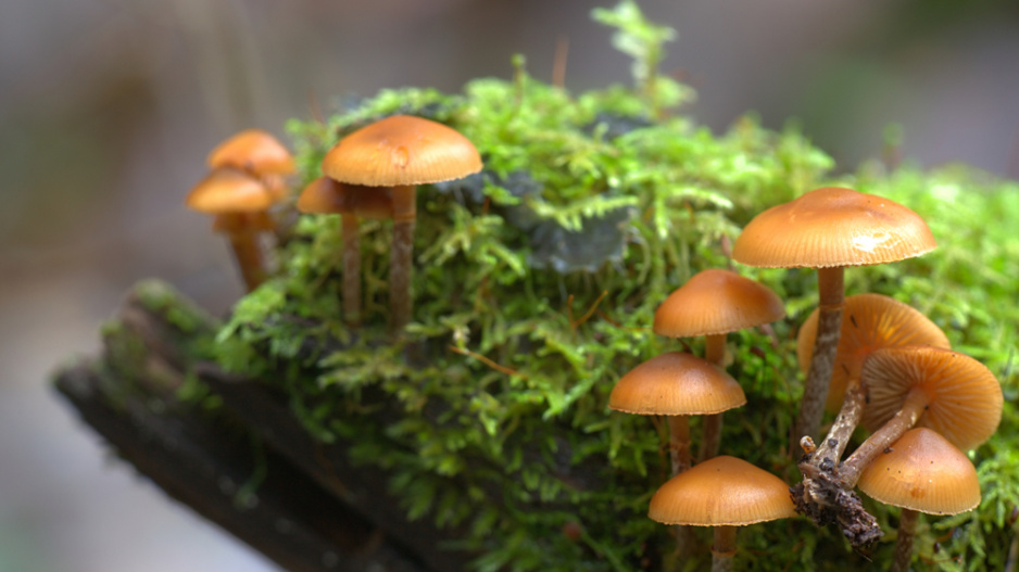 Čepičatka jehličnanová (Galerina marginata)