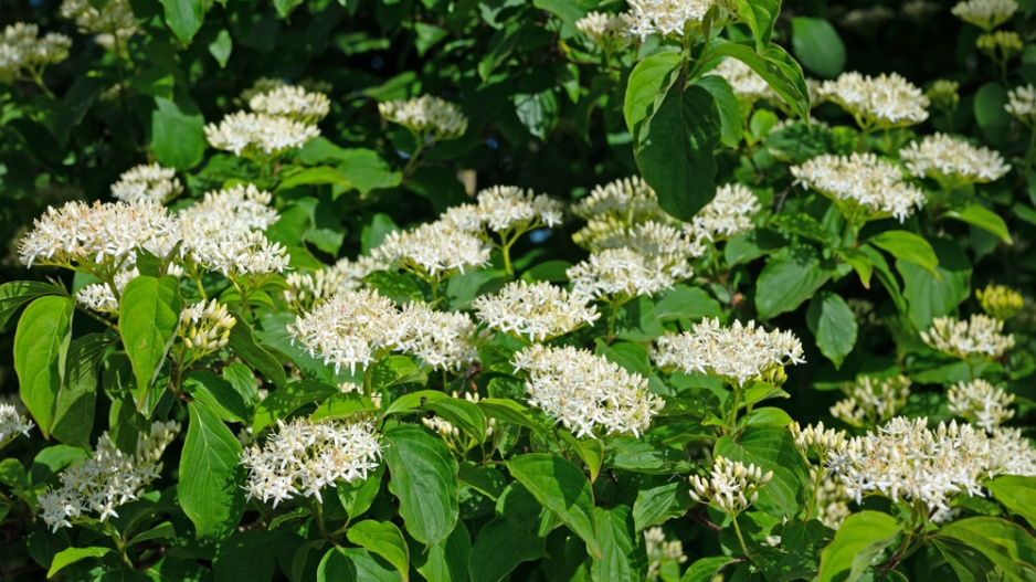 svída krvavá (Cornus sanguinea)