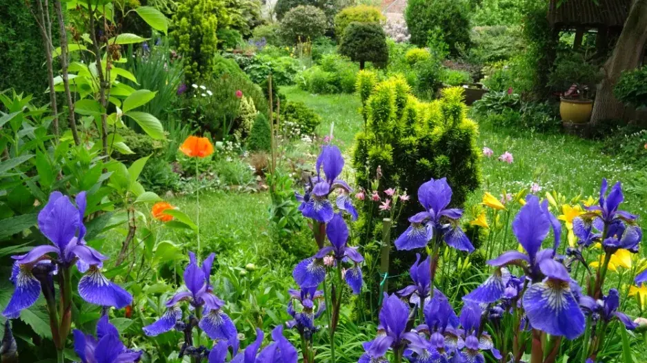 Zahrada je plná života a krásných rostlin