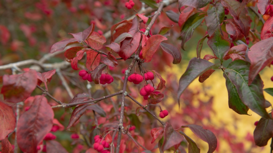 Brslen evropský (Euonymus europaeus) 