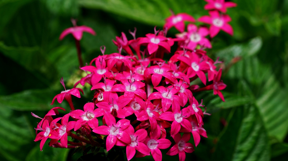pentas