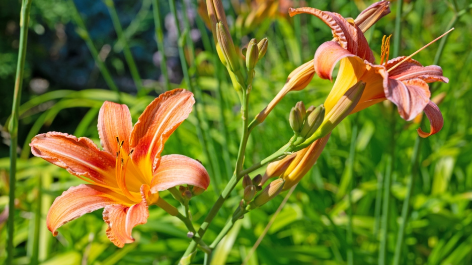 Denivka (Hemerocallis)