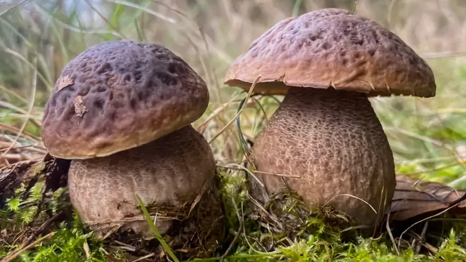 Hřib dubový (Boletus aestivalis)