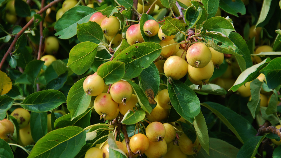 Jabloň drobnoplodá (Malus baccata)