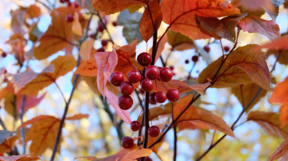 Jabloň drobnoplodá (Malus baccata)