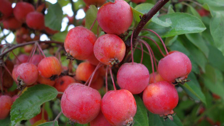 Jabloň korunná (Malus coronaria)