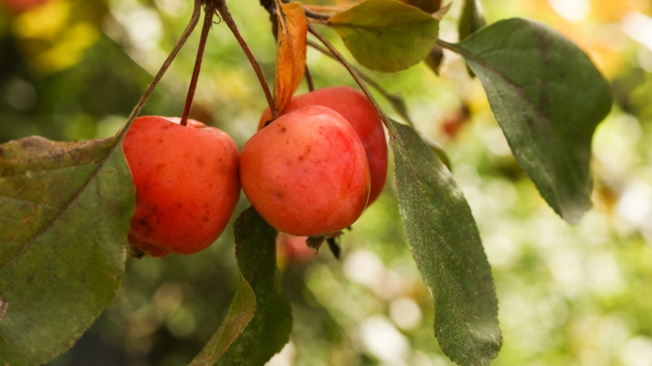 Jabloň třešňolistá (Malus prunifolia)