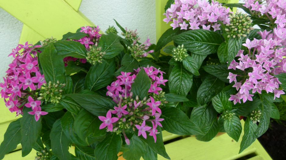 pentas