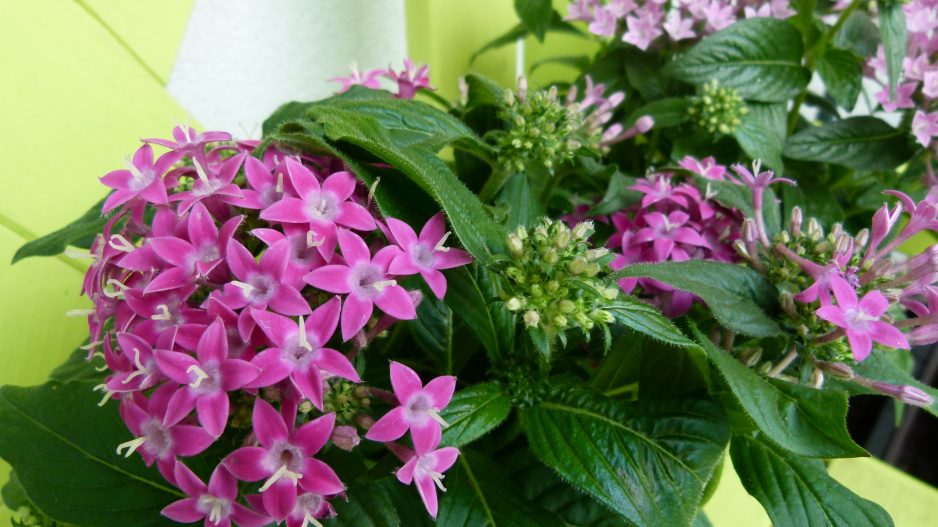 pentas